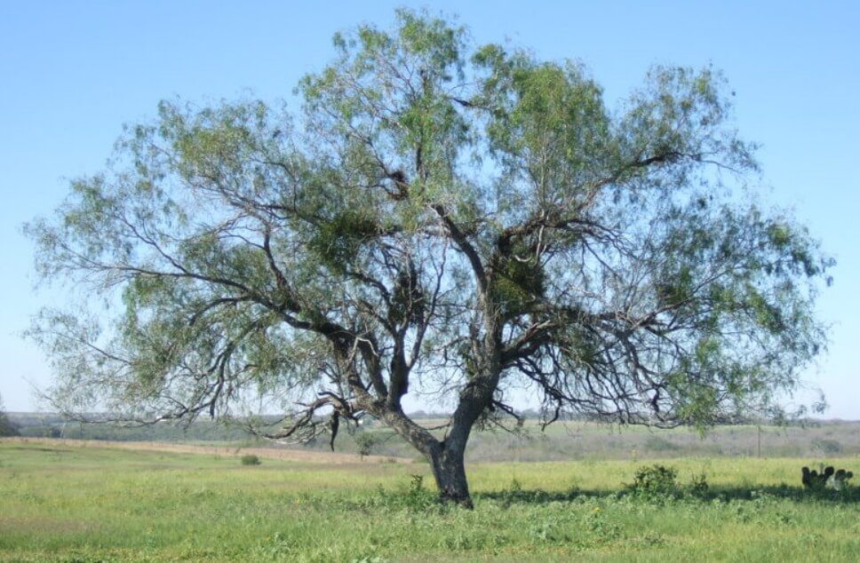 Texas Mesquite tree