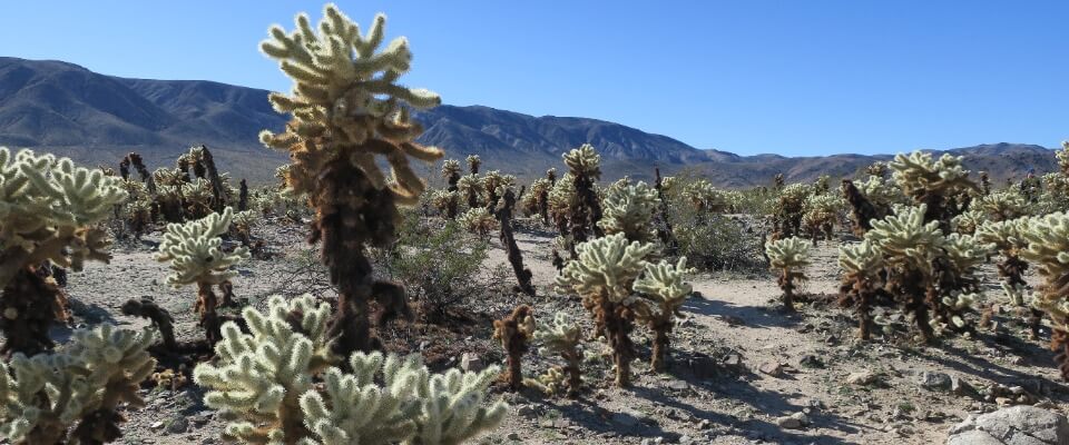 Joshua Tree National Park