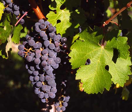 grapes