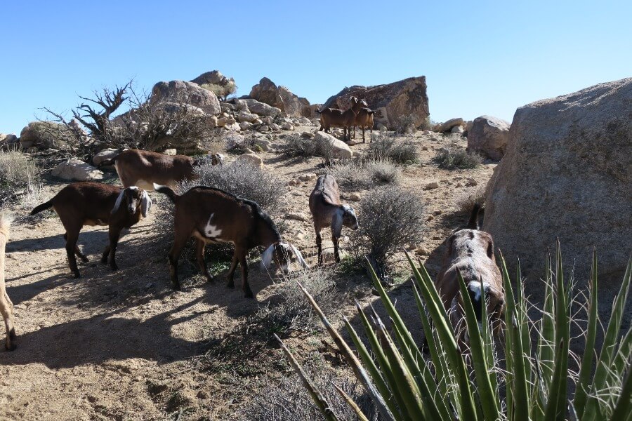 Hiking with Goats