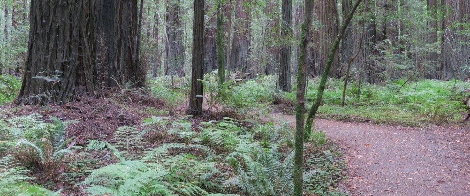 Redwood National Park