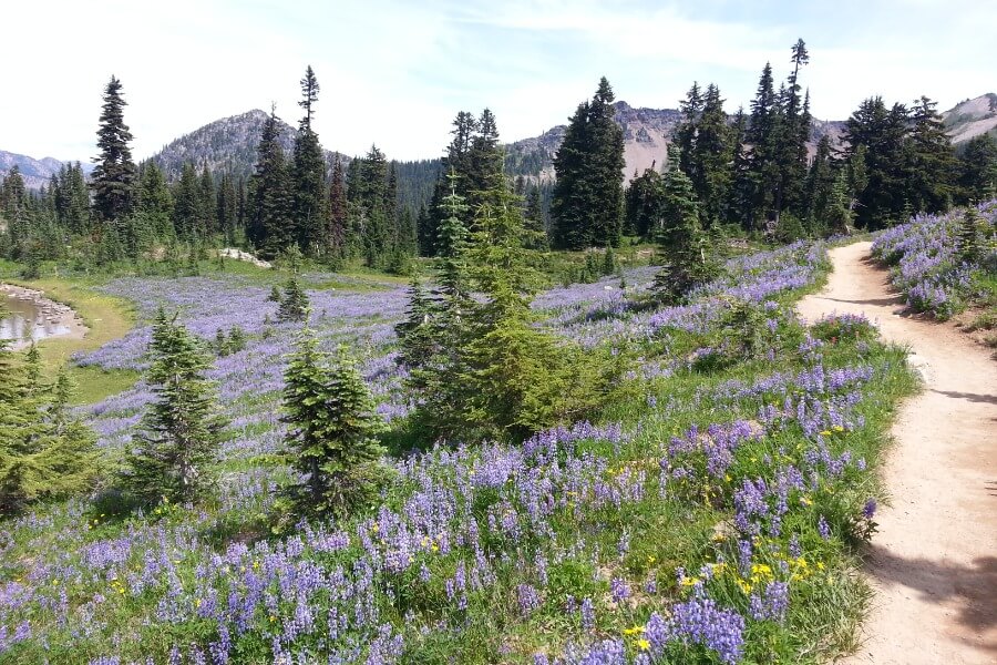 Skyline Trail