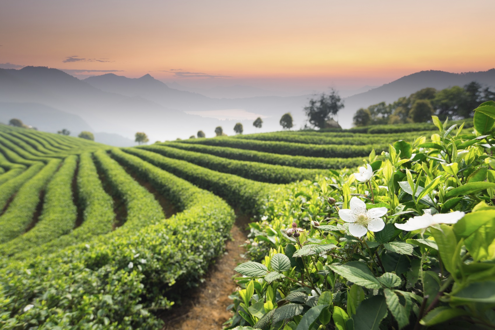 Tea Farm